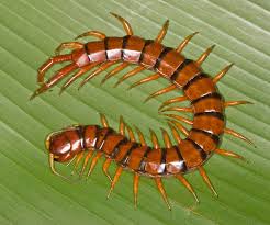 'Les Plus Beaux insectes du Monde' Animation//Exposition/Vente