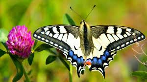 'Les Plus Beaux insectes du Monde' Animation//Exposition/Vente