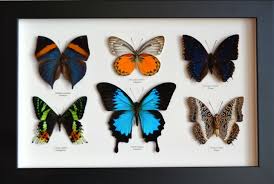 'Les Plus Beaux insectes du Monde' Animation//Exposition/Vente