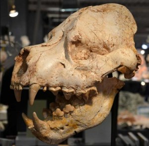 Salon Minéral Expo Paris - Le salon des pierres précieuses