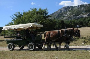 Foire à tout - Vide-grenier – Brocante