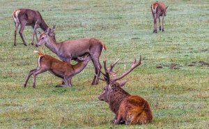 Foire à tout - Vide-grenier – Brocante