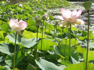 22° vide grenier st laurent